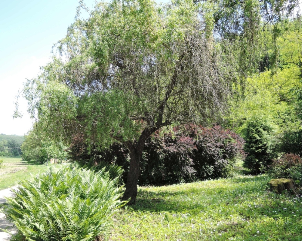 REKREAČNÍ POZEMKY  - NOVÉ BRÁNICE