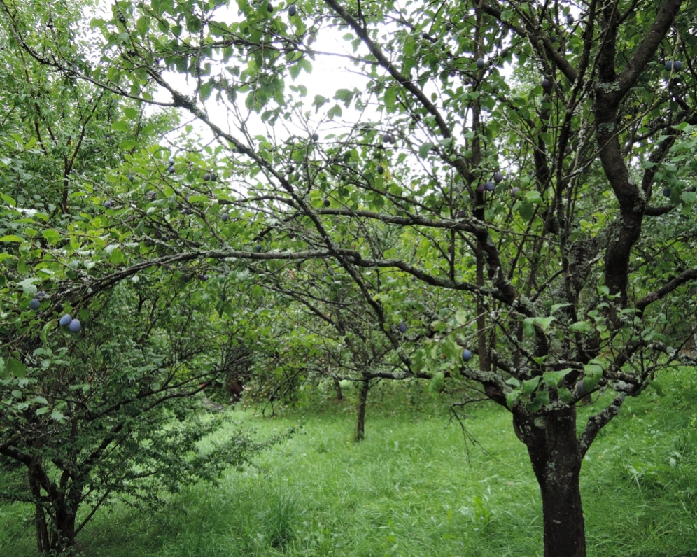 POZEMKY PRO REKREAČNÍ VYUŽITÍ - NEDVĚDICE POD PERNŠTEJNEM